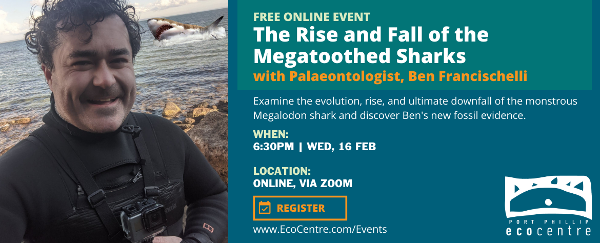2022 - Ben Event - Megalodon Tooth - Rise and Fall of Megatoothed Sharks