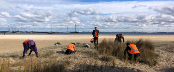 Revegetation and sand dune profiling