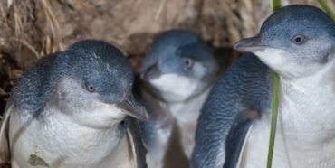 Pamper the Penguins