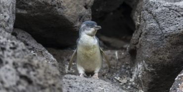 Penguins & Citizen Science Day