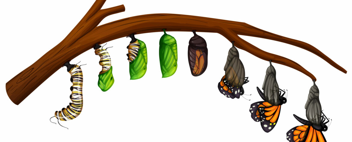 Vecteezy illustration of a monarch life stages from caterpillar to butterfly