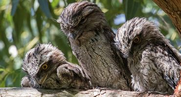 Community Tile Tawny Frogmouth Sightings