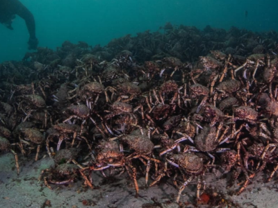 Blog - Deakin Spider Crabs