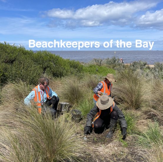 Beachkeepers of the Bay Featured event image