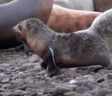 Video Thumbnail - Microplastics Choke Wildlife