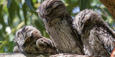 Community Tile Tawny Frogmouth Sightings